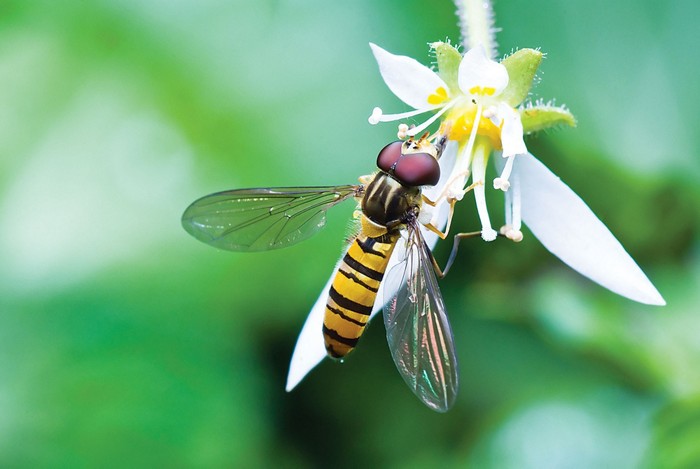 Decoding insects' chemical cues
