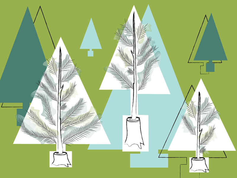 Stump-grown Christmas Tress are the Gift That Keeps On Giving