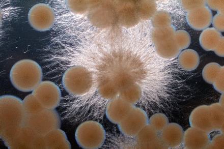 Fermented food as microbial world