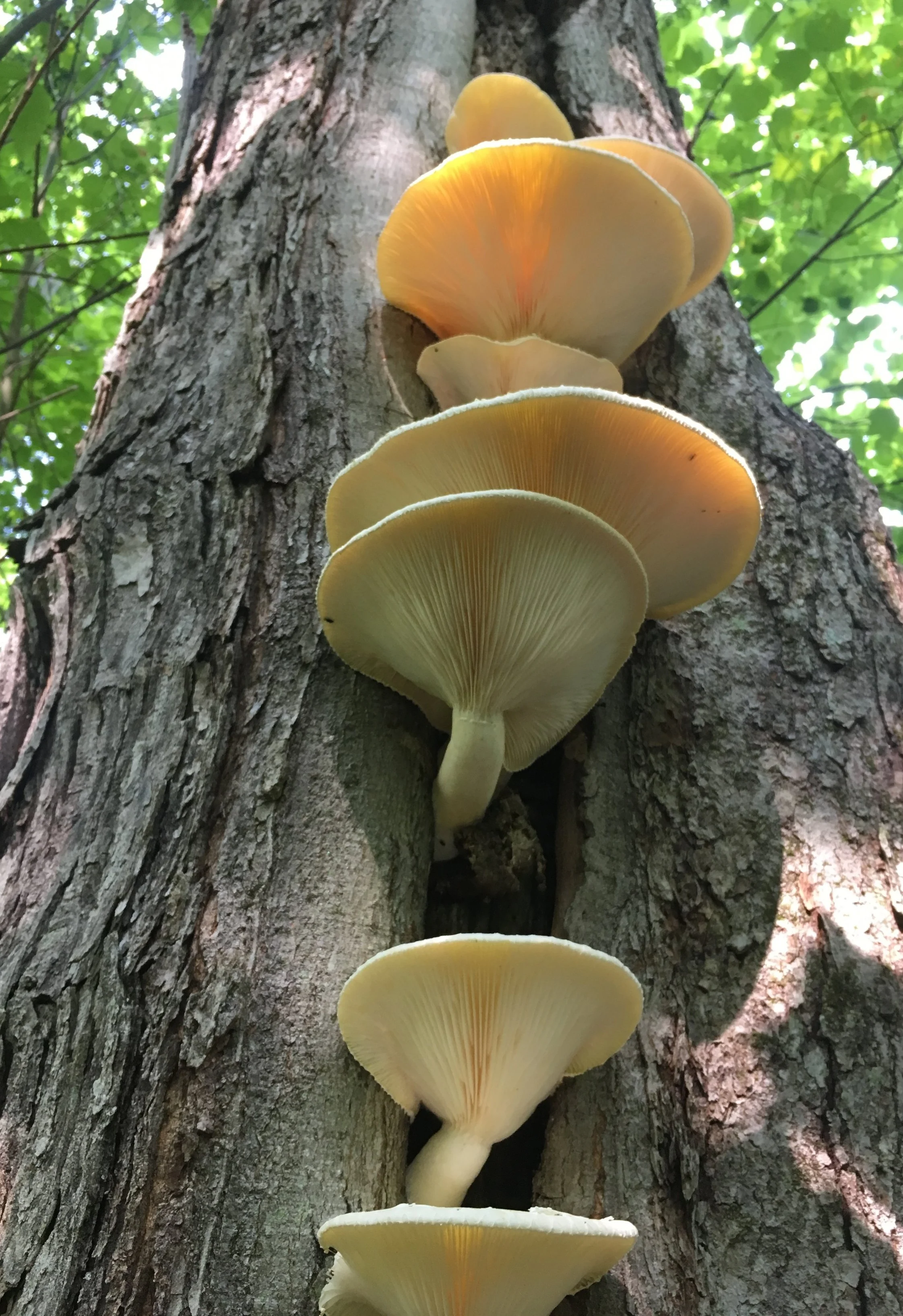 I dig deep into the heart of the science, just like the mycelium of this Pleurotus ostreatus wends deep into the heart of this tree.