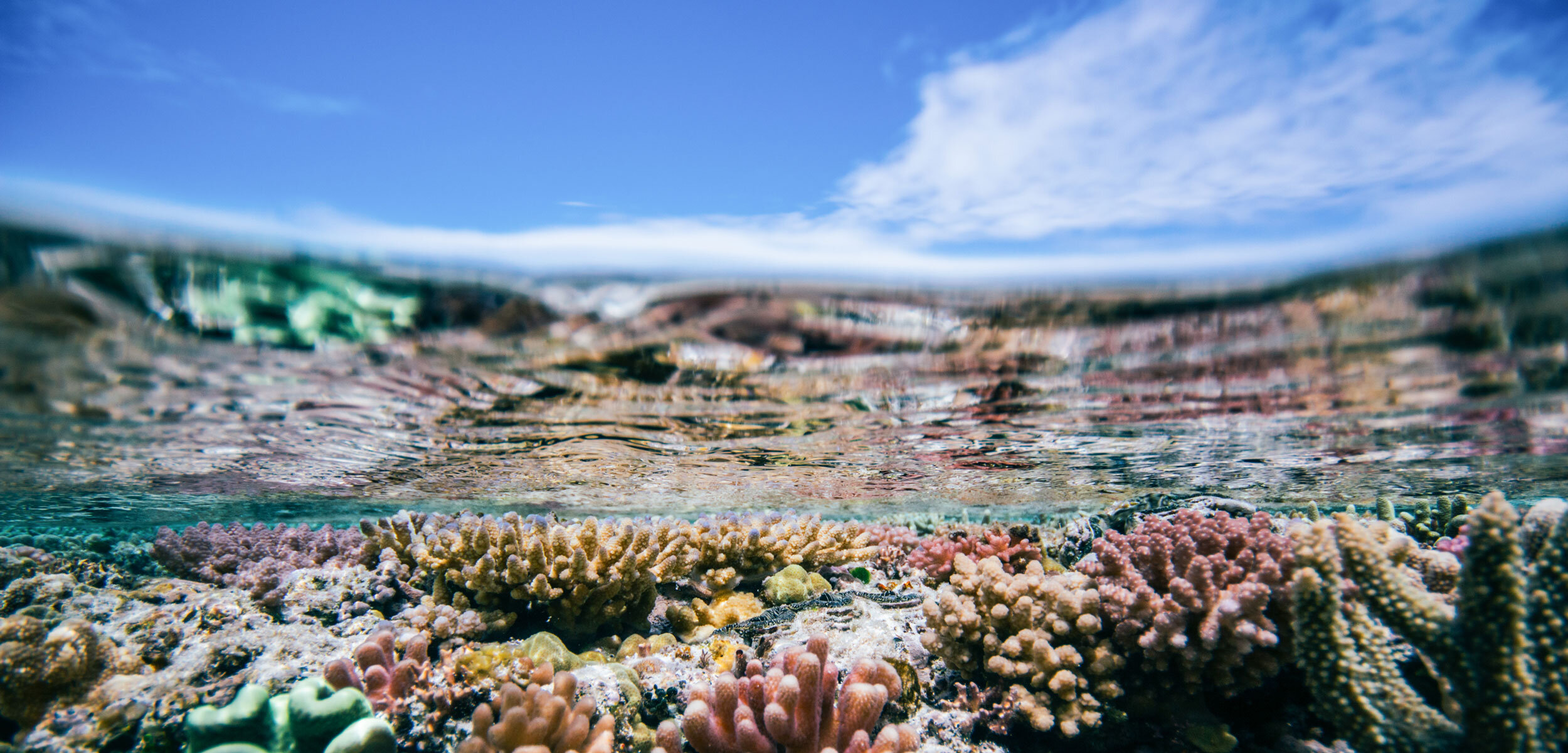 What Can We Learn from a Coral’s Smell?
