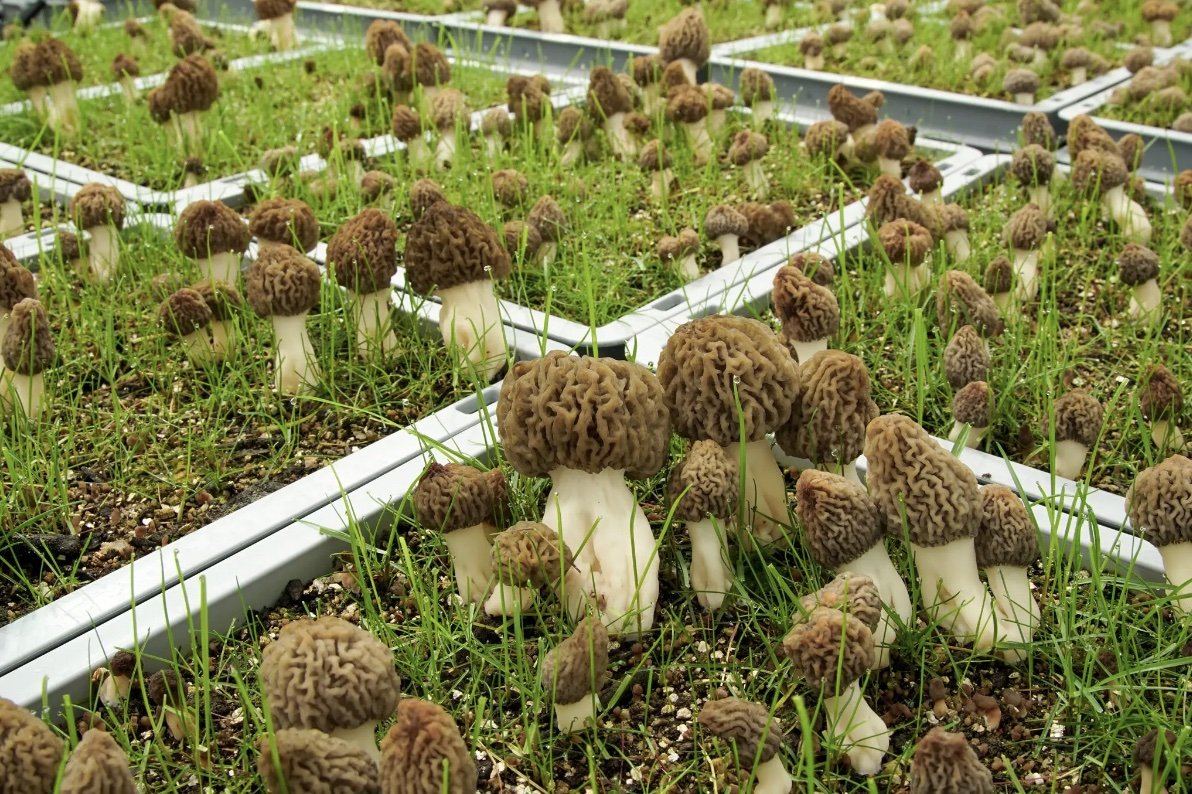 Cultivating Coveted Morels Year-Round and Indoors