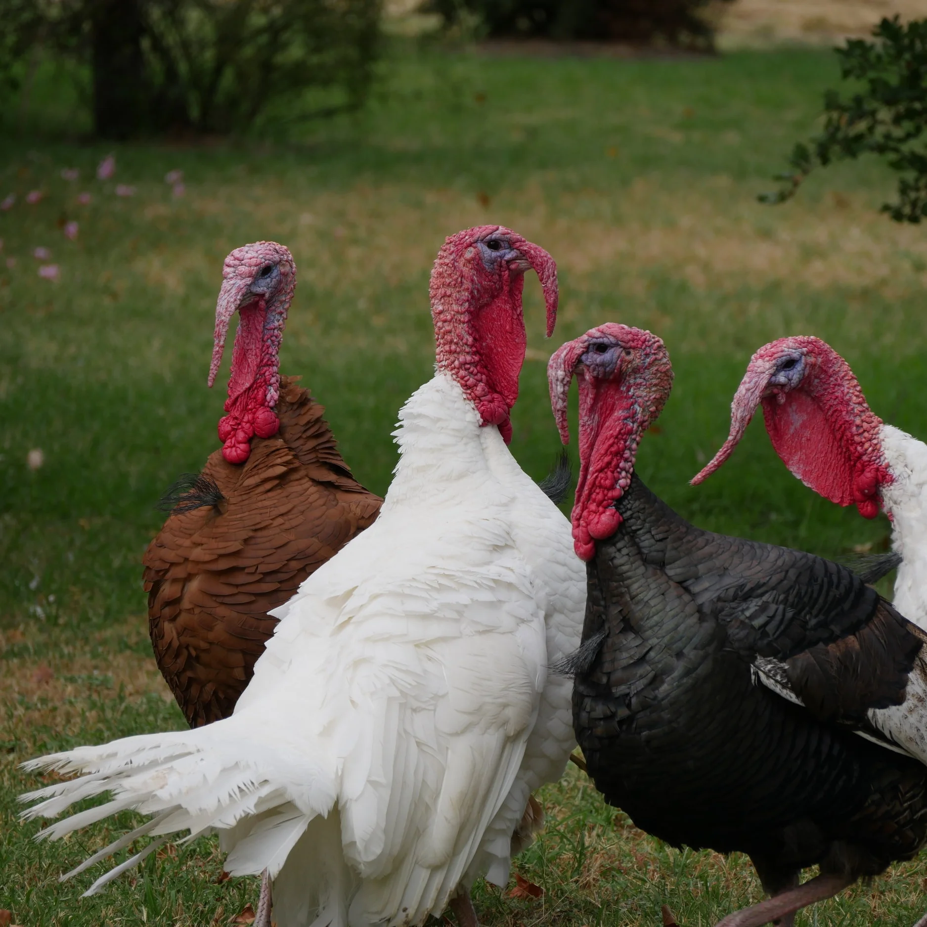 Episode 8 - Thanksgiving Gobble Gobble