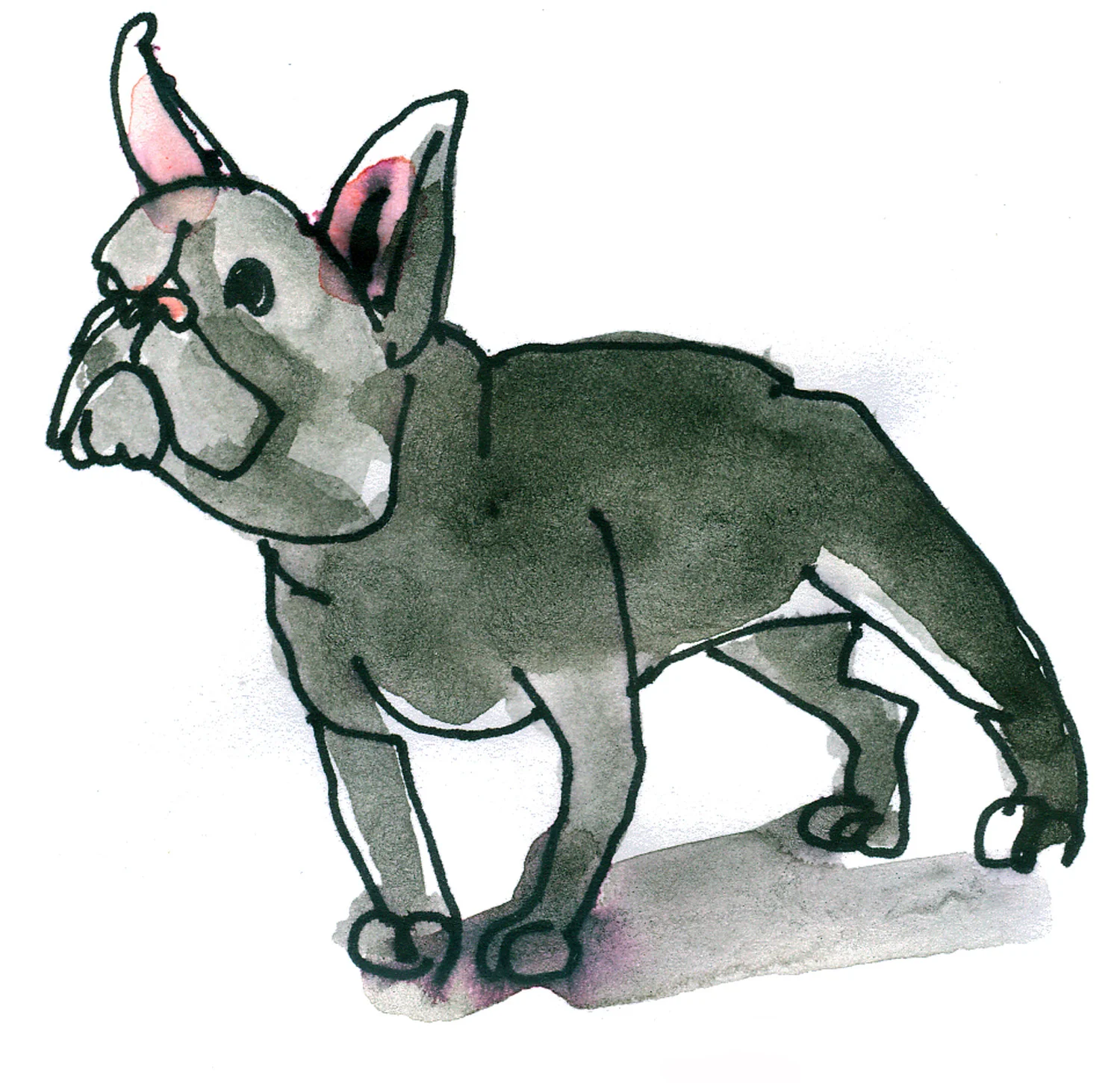 bulldog.jpg
