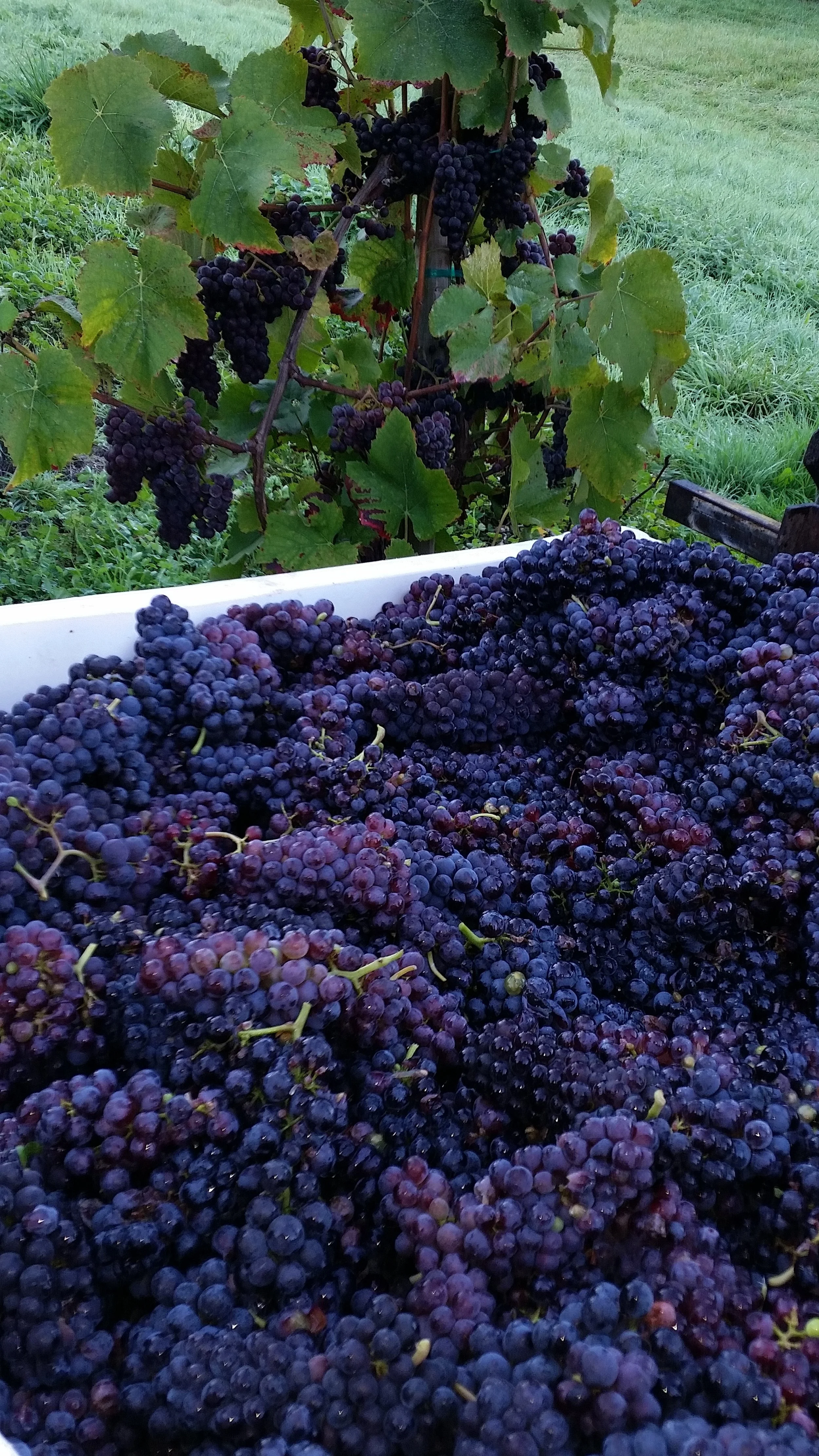 2015-10-02 08.38.17.jpg