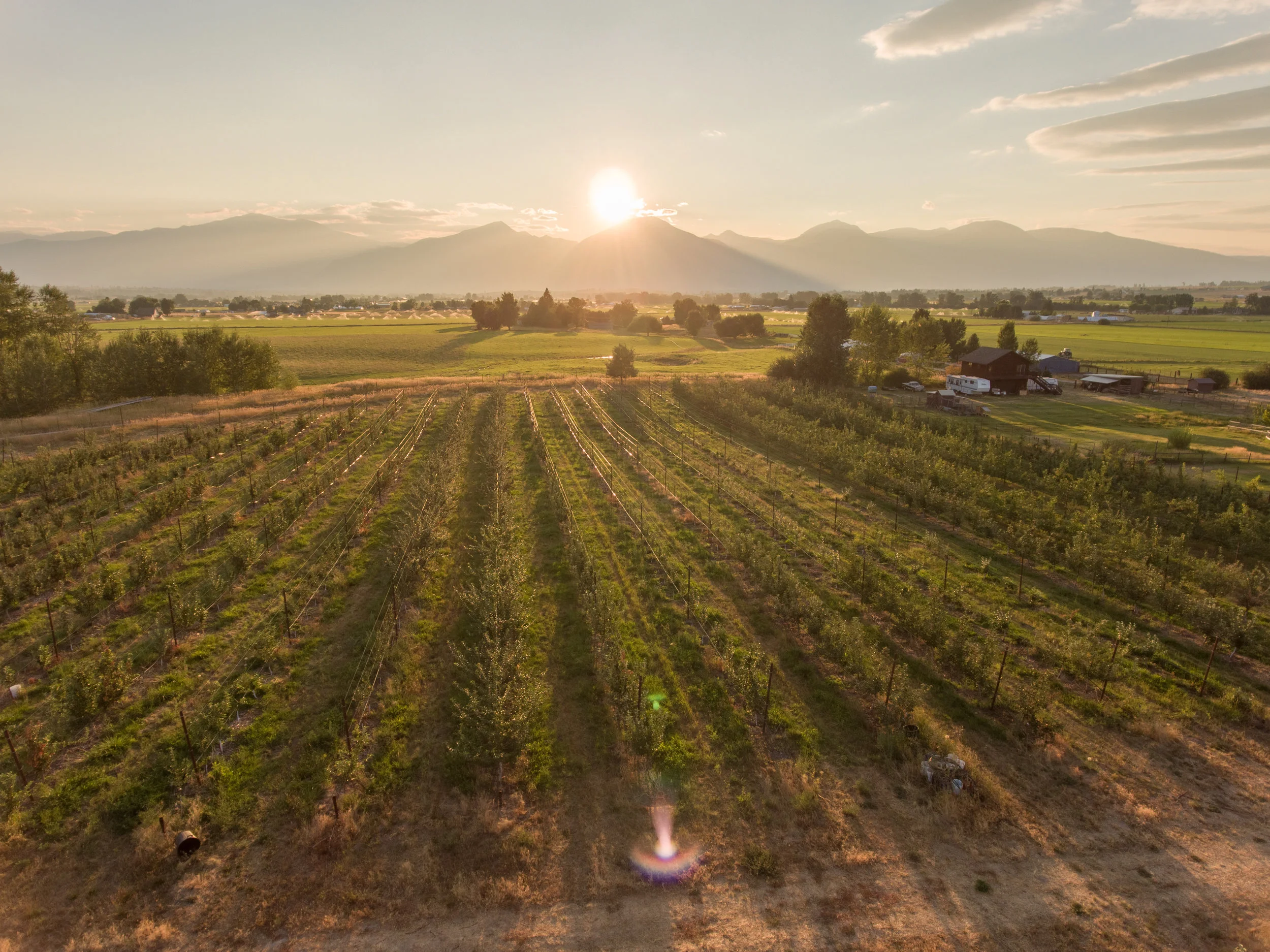 Our orchard overlooking the Bitterroot Mountains outside of Stevensville, Montana.