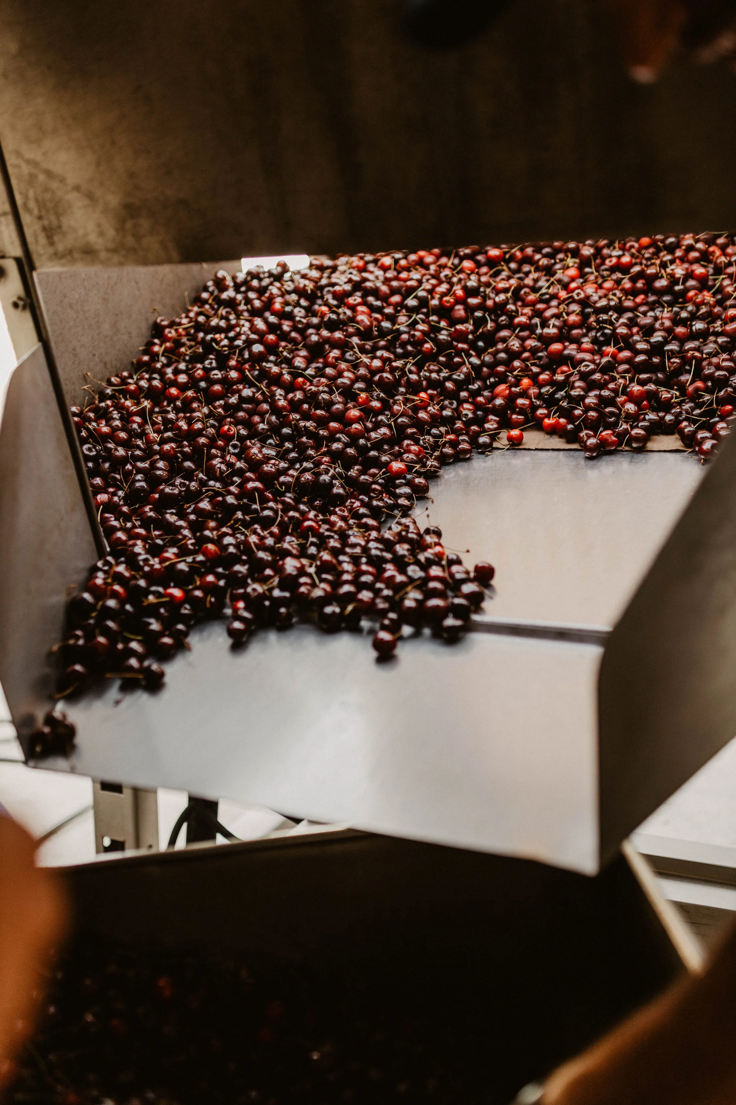 8.6 WC Flathead Cherry Juicing-37.jpg