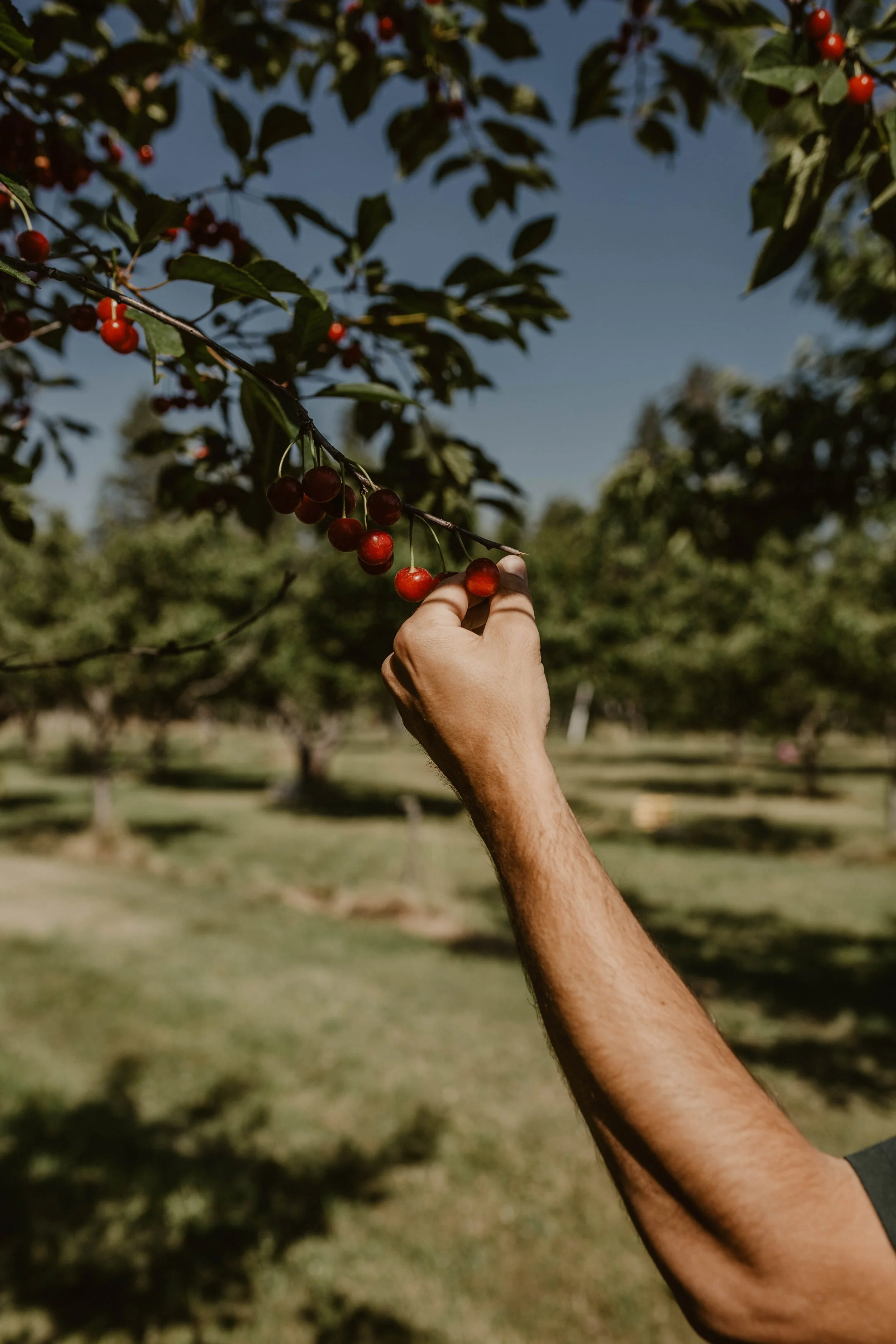 7.29 WC Flathead Cherry Picking-56.jpg