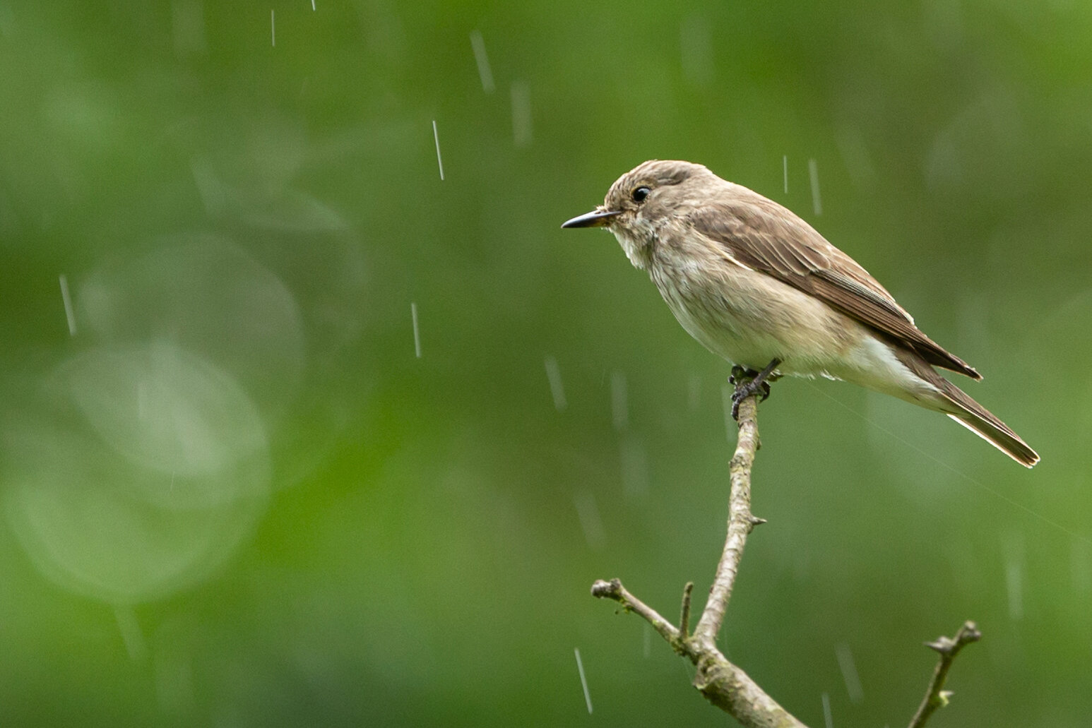 Spotted flycatcher in the rain_F7O9668.jpg