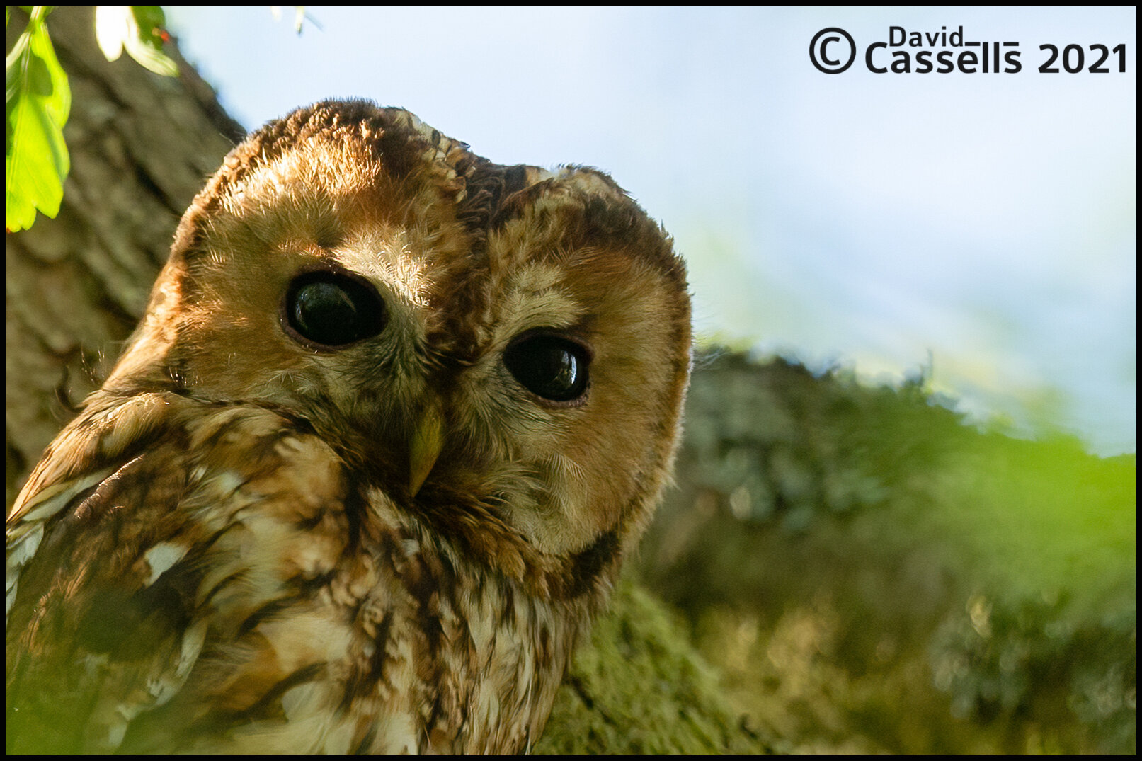 Tawny Owl_F7O4275.jpg