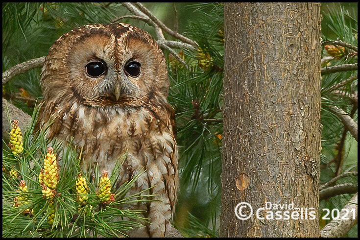 Tawny Owl_F7O3713.jpg