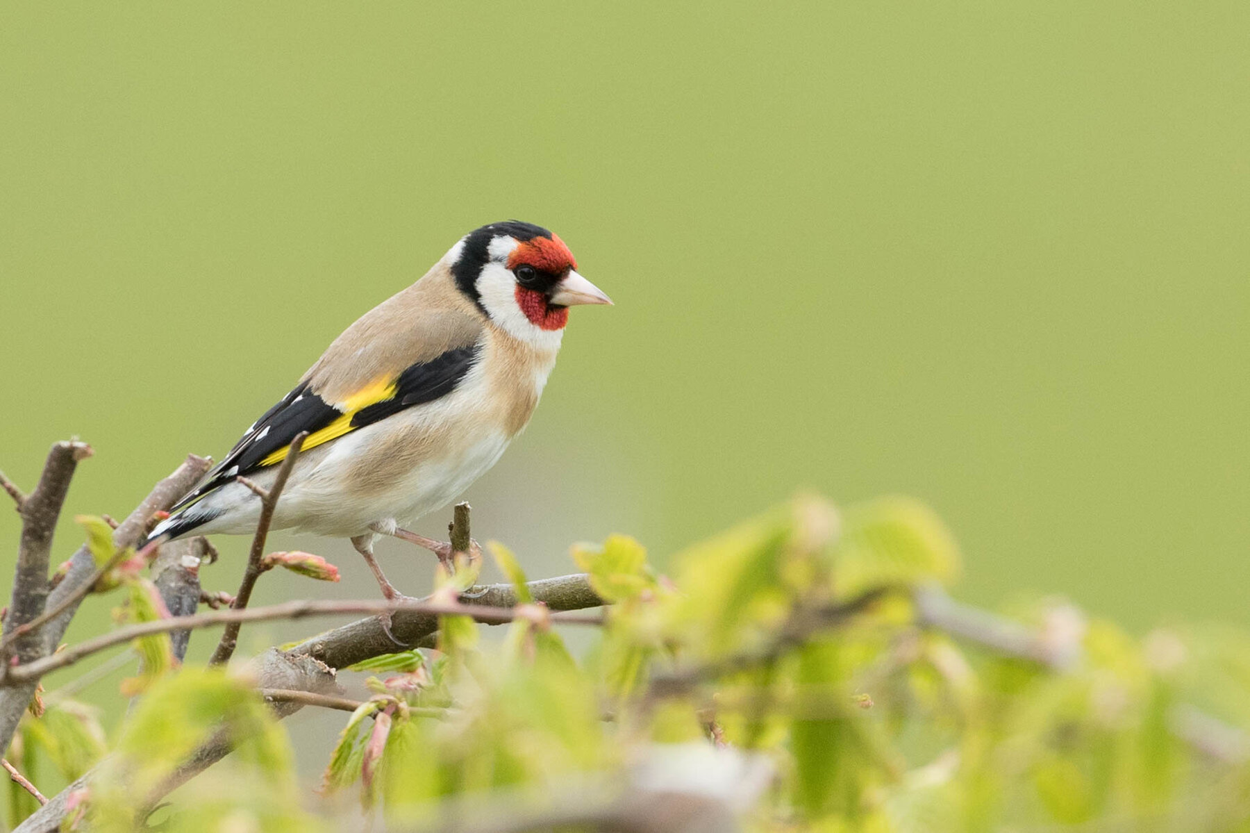 AS6I8203 Goldfinch James Crozier 22-5-21.jpg
