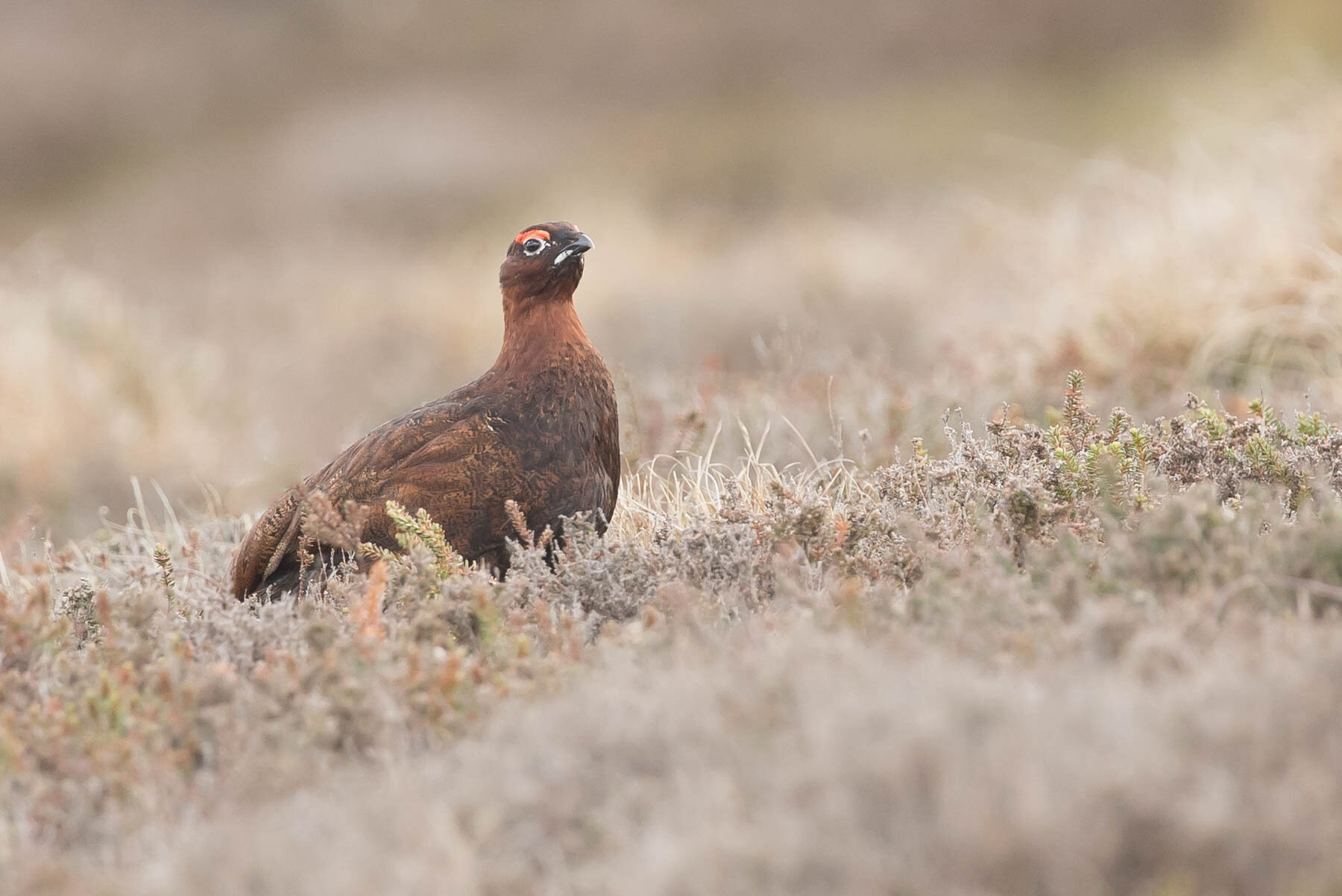AS6I7852 Red Grouse Chimney Bank 18-5-2021 James Crozier.jpg