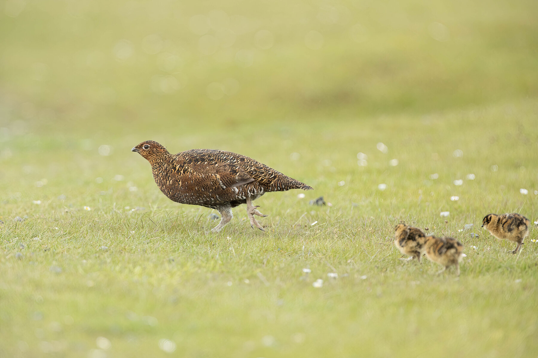 AS6I8633 Red Grouse Family Chimney Bank 24-5-2021 James Crozier.jpg