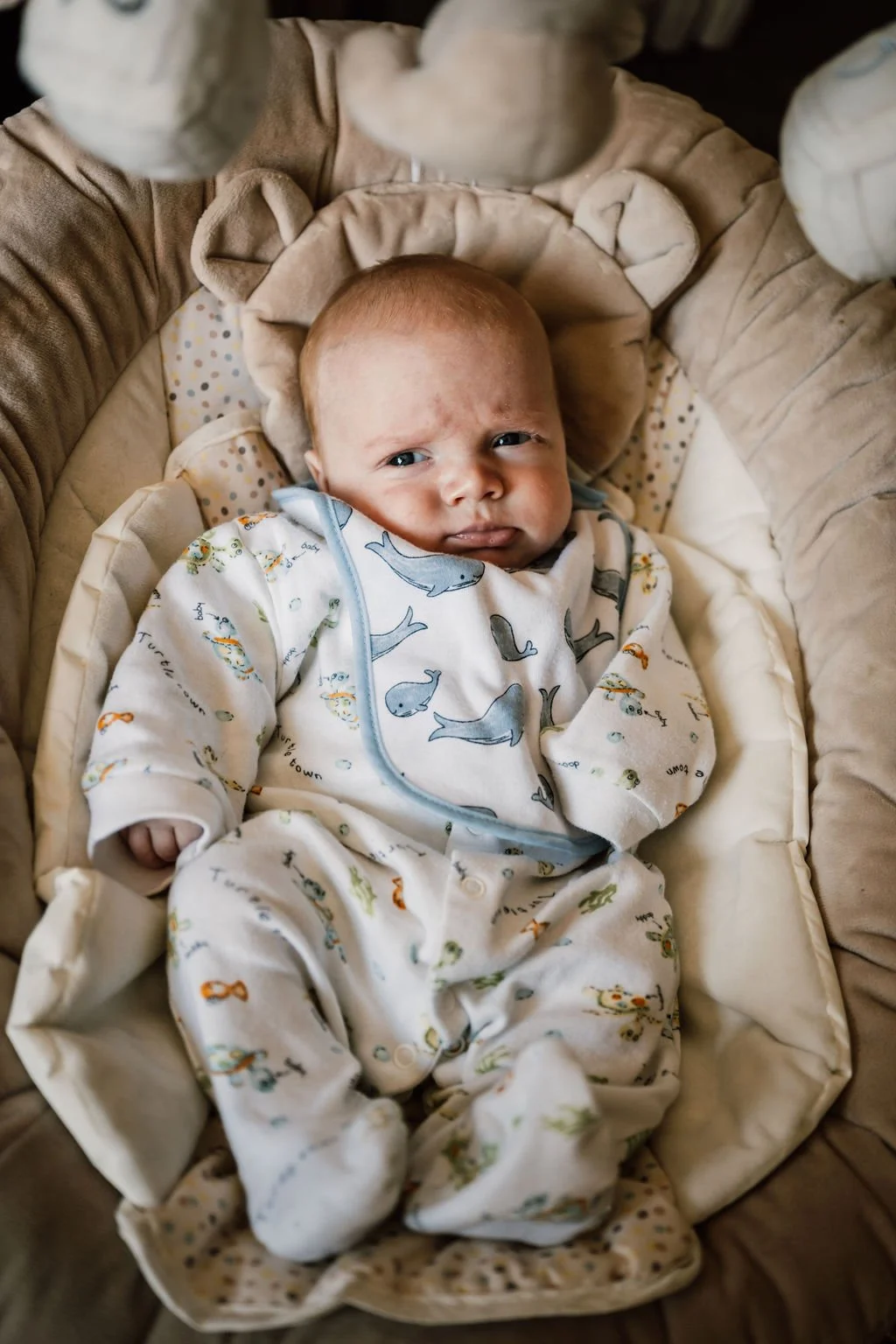 Alfie-1.jpg