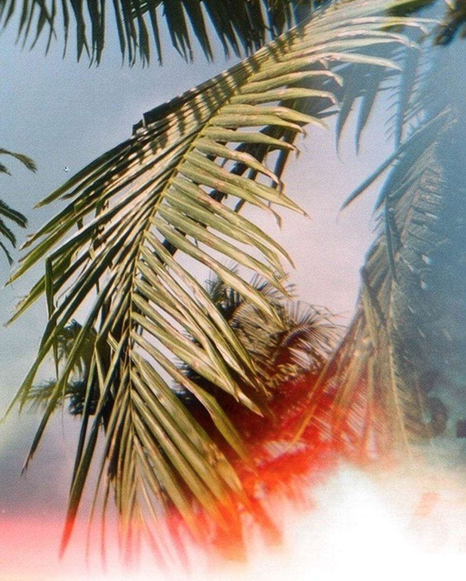 A Photo Series of Palm Trees Shot on 120 Film