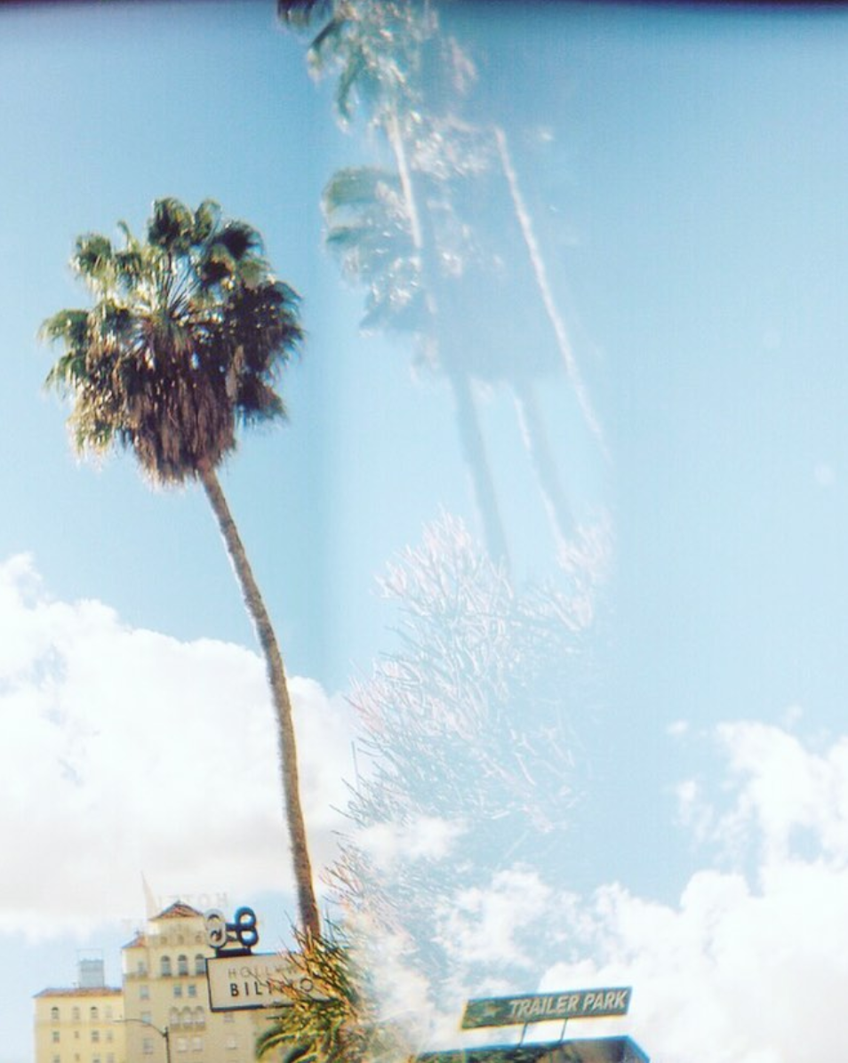 A Photo Series of Palm Trees Shot on 120 Film
