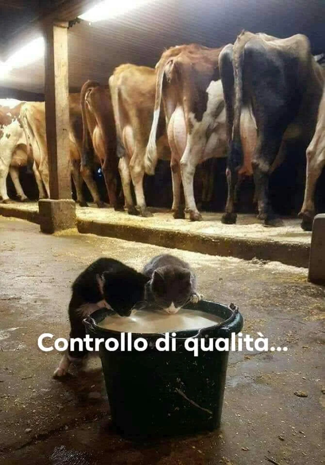 controllo qualità Yspira.jpg