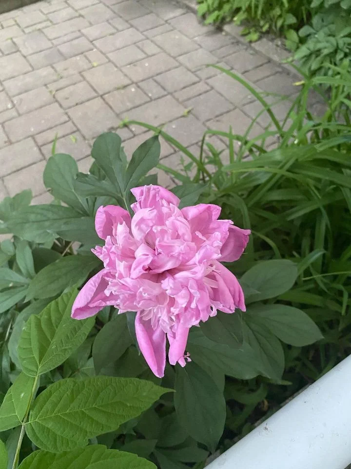 How does the dream go?