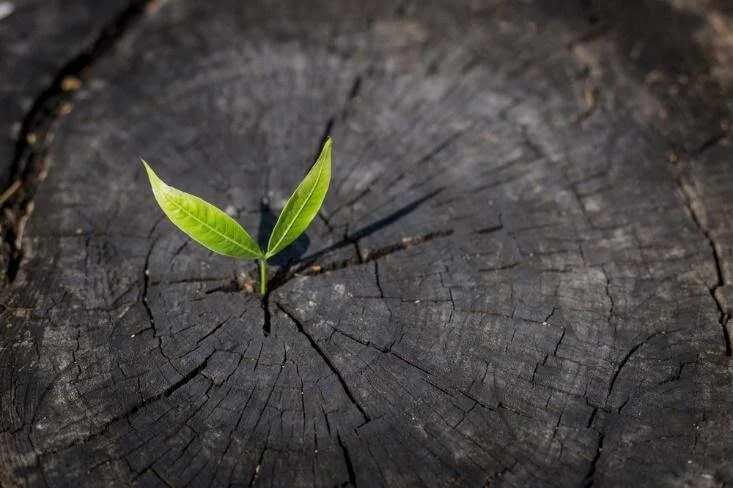 Sermon for Second Sunday of Advent at St Georges