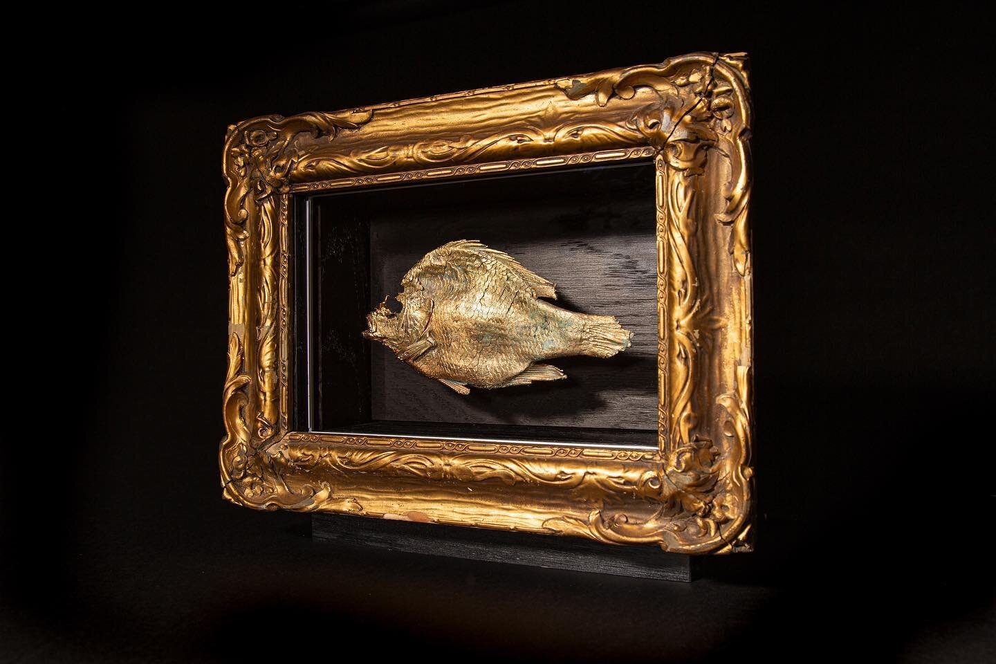 Finished and sold! Gold plated pumpkinseed(?) fish from lake Champlain. Black stained white oak box with custom led lighting and vintage frame. Plating by @cuskulls, photo by the sweet and talented 📷 @haces_lo_que_amas