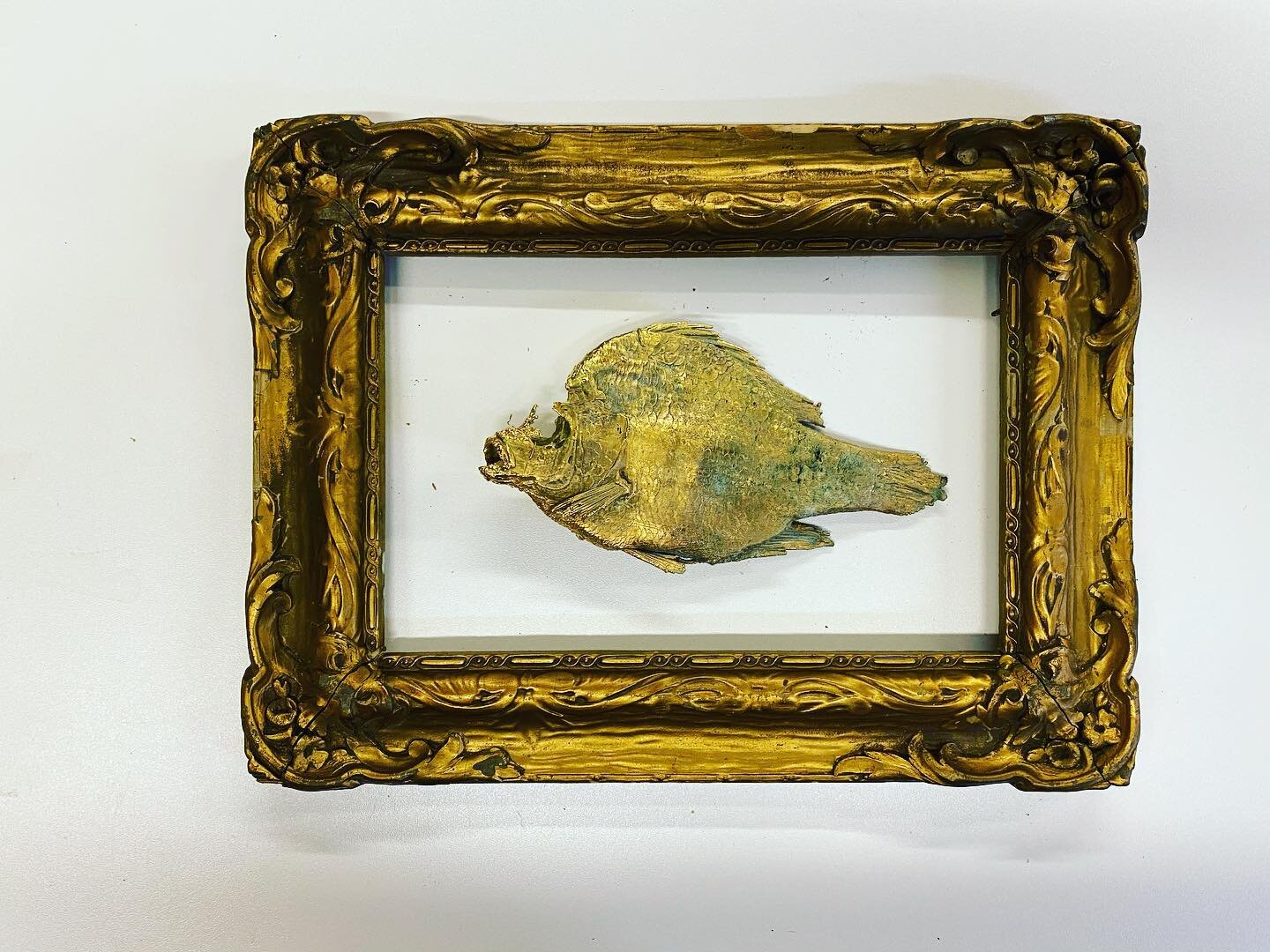 New commission. Gold plated sunfish from lake Champlain, antique frame. Thanks to @cuskulls for the amazing job. More to come....