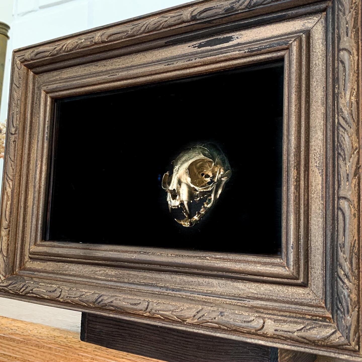 New work available. Gold painted house cat, reclaimed shelving box, vintage frame. .
.
.
.
.
.
#taxidermy #oddities #vultureculture #taxidermyart #curiosities #oddity #skulls #skull #art  #taxidermist  #curiosity #cabinetofcuriosities #odditiesandcur