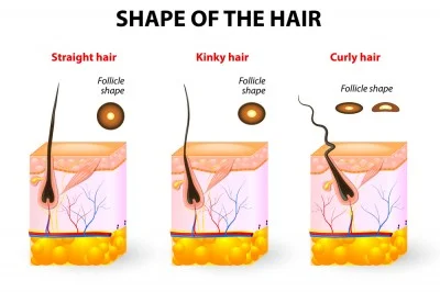 shape of hair.jpg