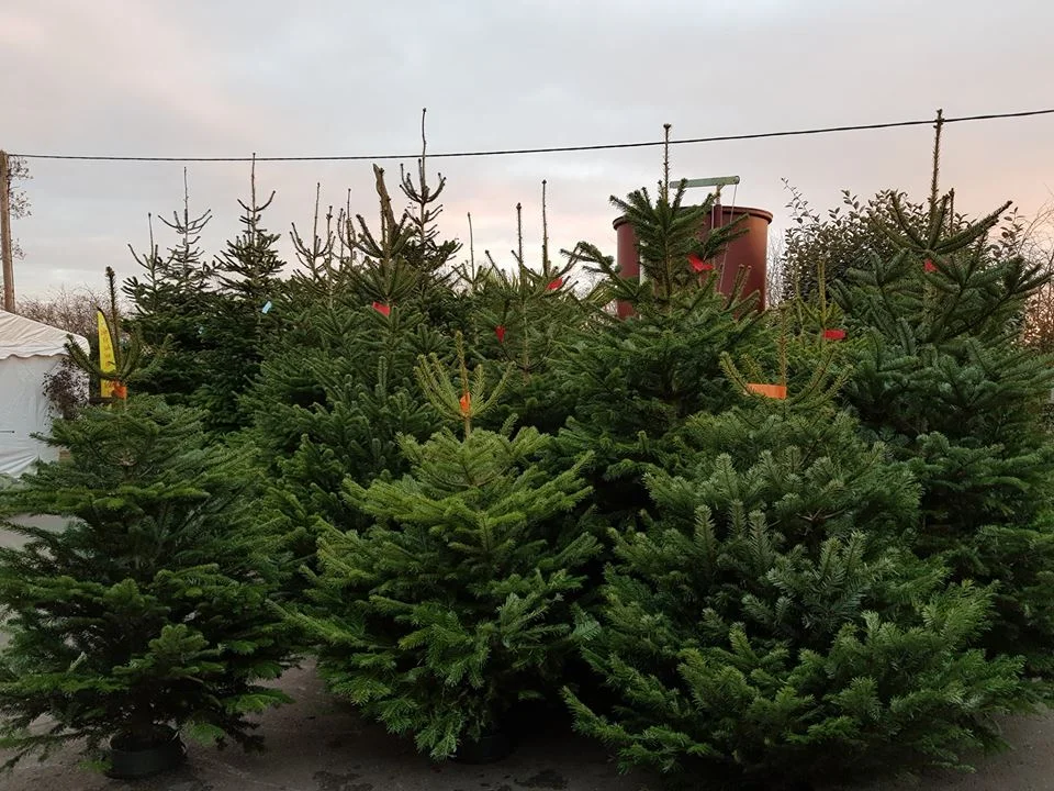 trees.jpg
