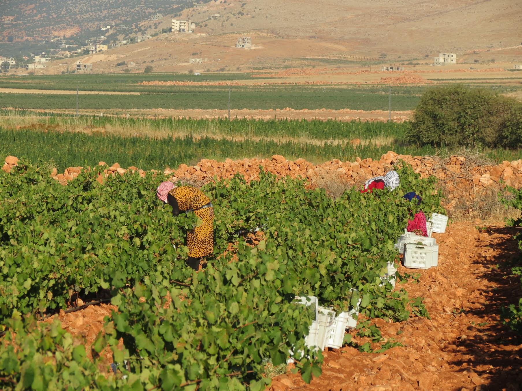 Couvent_rouge_Lebanon_borderless_wine.jpg