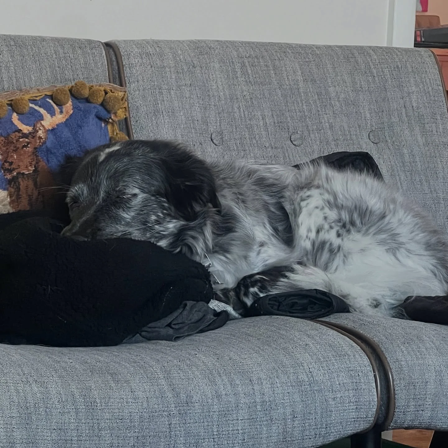 Quick scratch then back to sleep