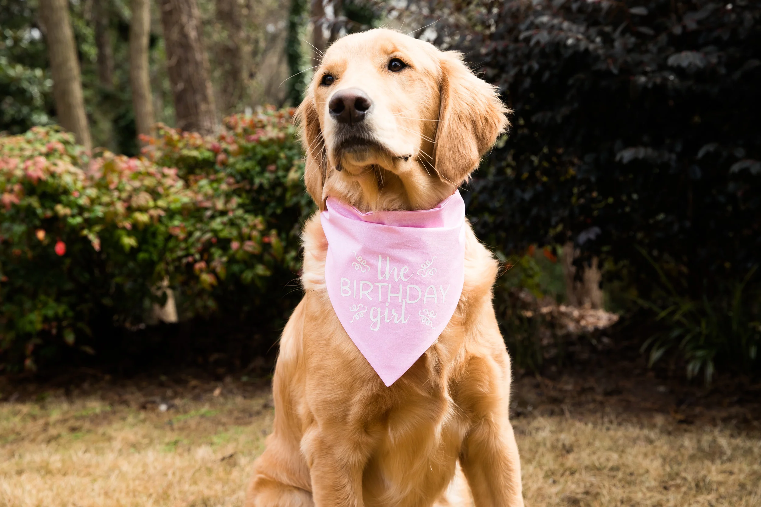 birthday girl bandana for dogs