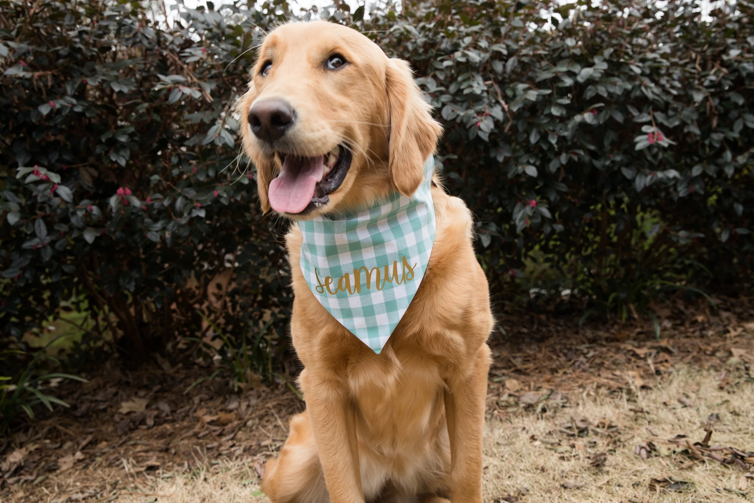 monogrammed dog bandana