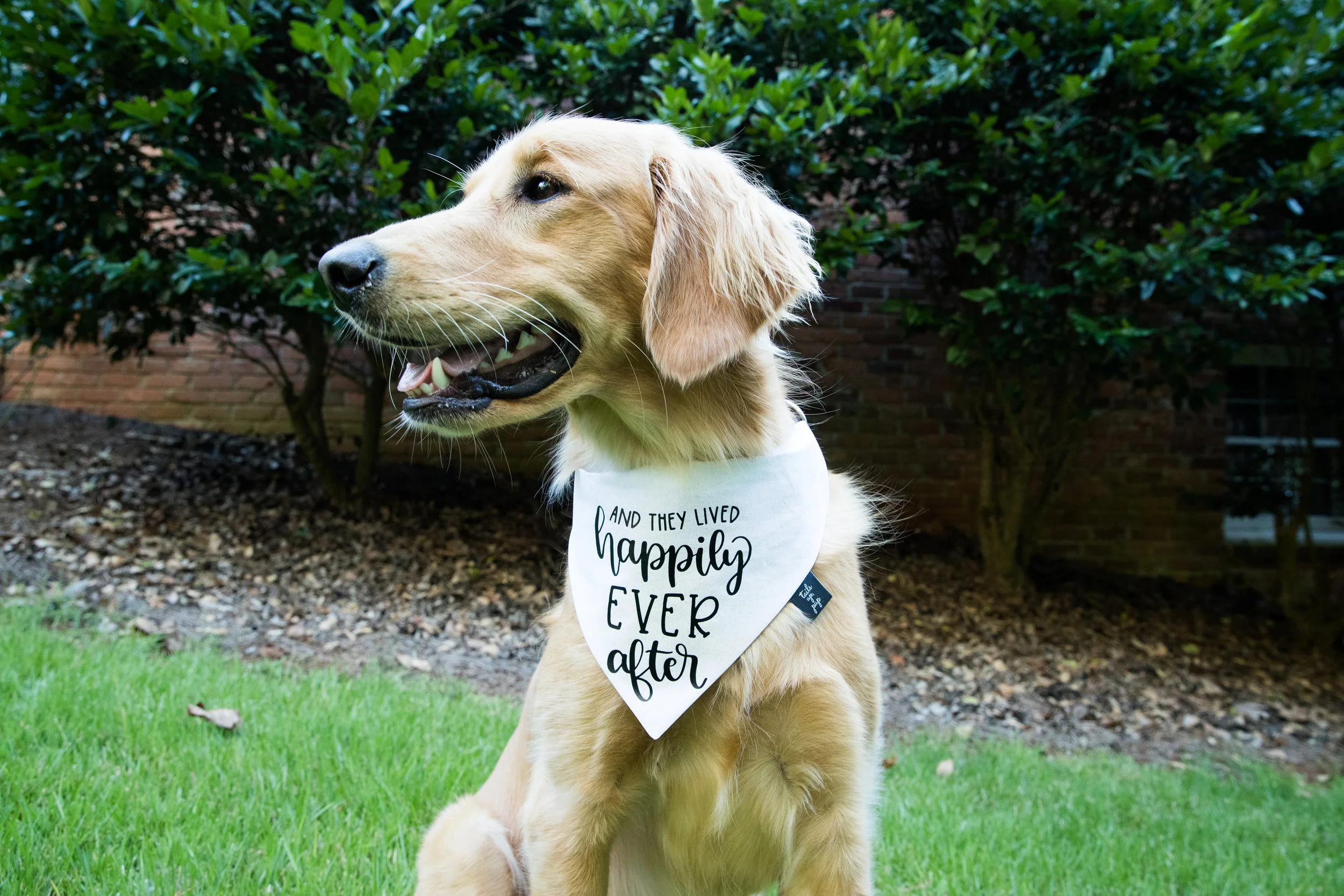 will you marry me dog bandana