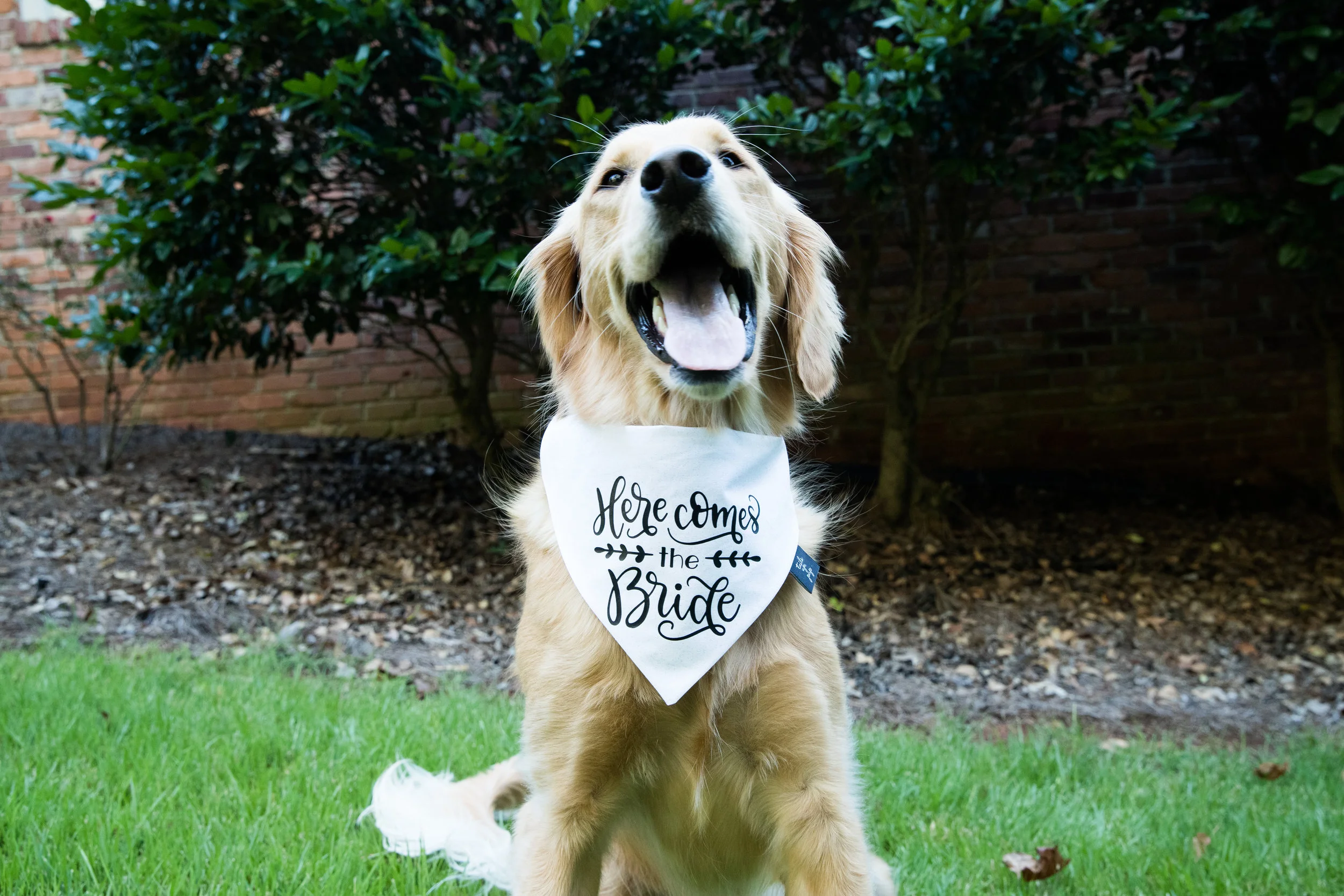 will you marry me dog bandana