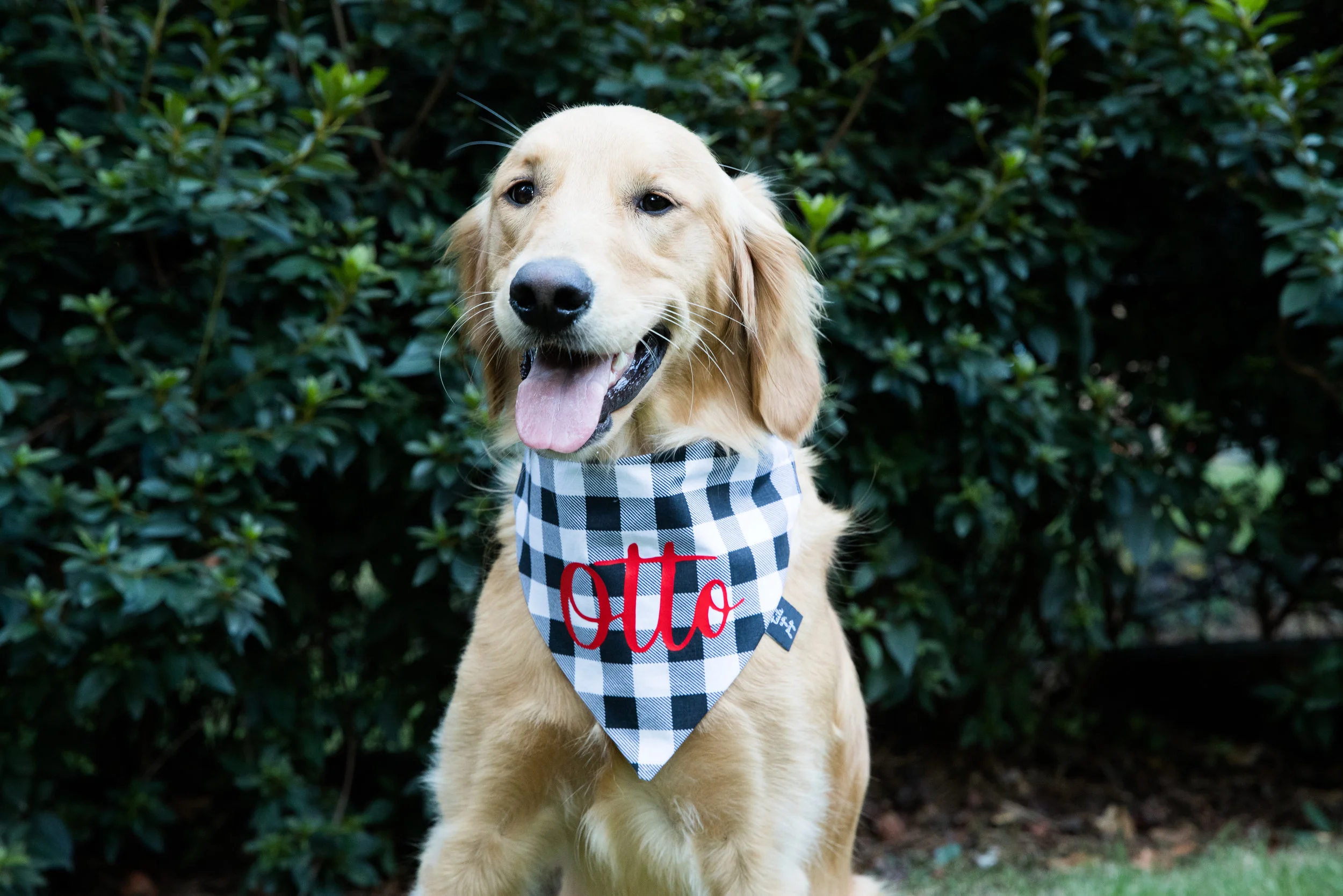 black and white dog bandana
