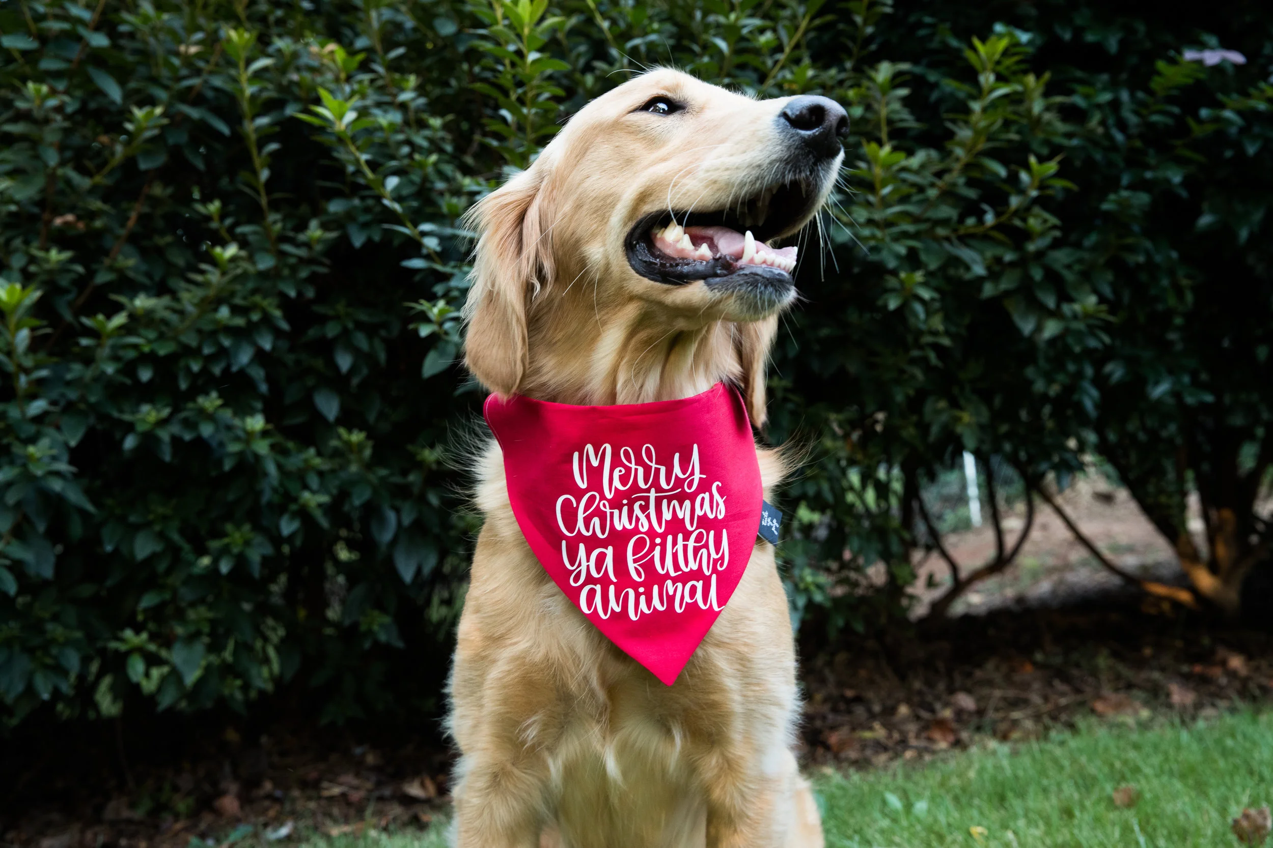 christmas handkerchiefs for dogs