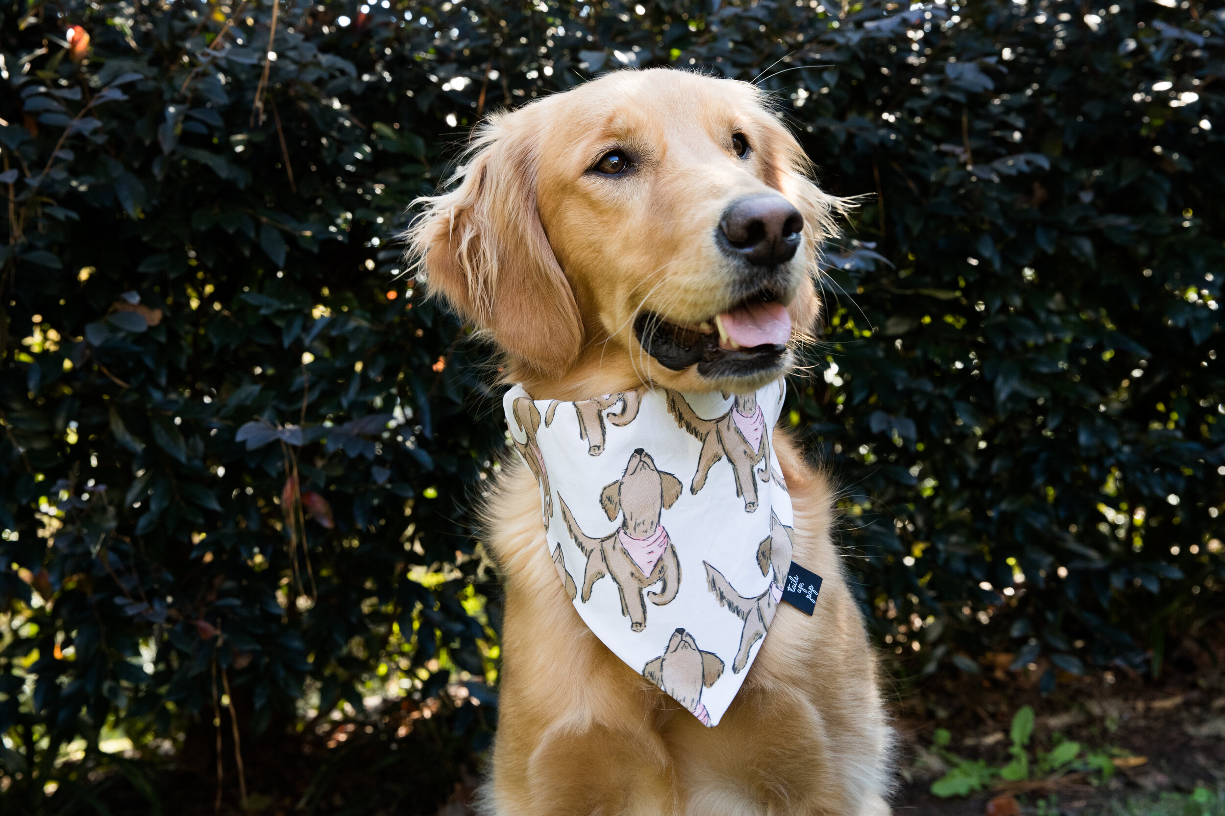 Download Tails Up Pup Dog Bandana Tails Up Pup