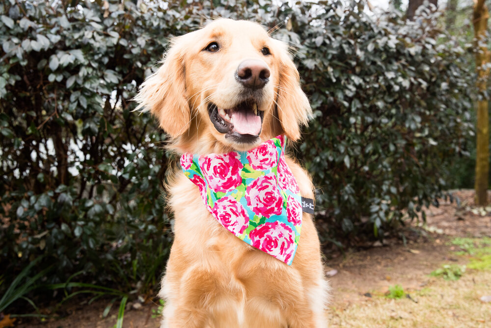 Personalized Dog Bandanna Fiesta Dog Bandana Clip on Pet Scarf New Puppy Gift Dog Bandana with Stripes