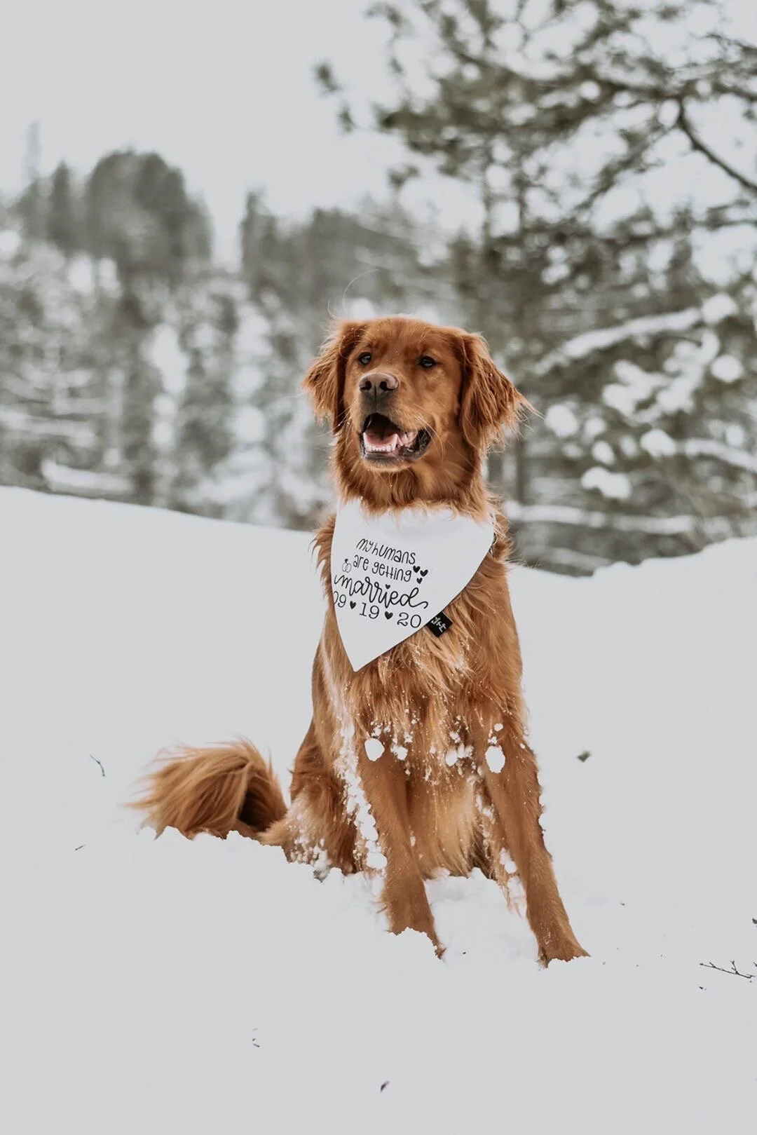 will you marry me dog bandana
