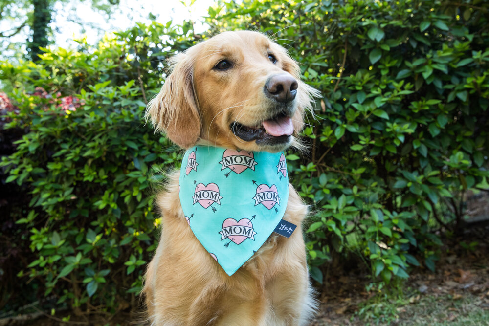 Personalized Dog Bandanna Fiesta Dog Bandana Clip on Pet Scarf New Puppy Gift Dog Bandana with Stripes