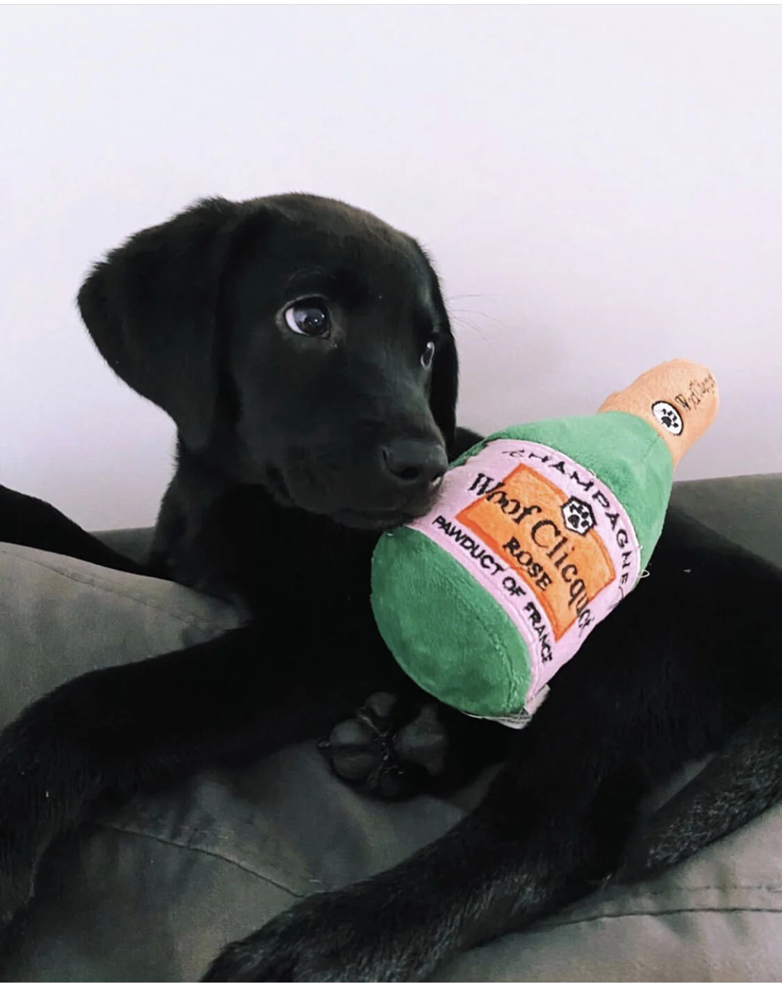 woof clicquot dog toy