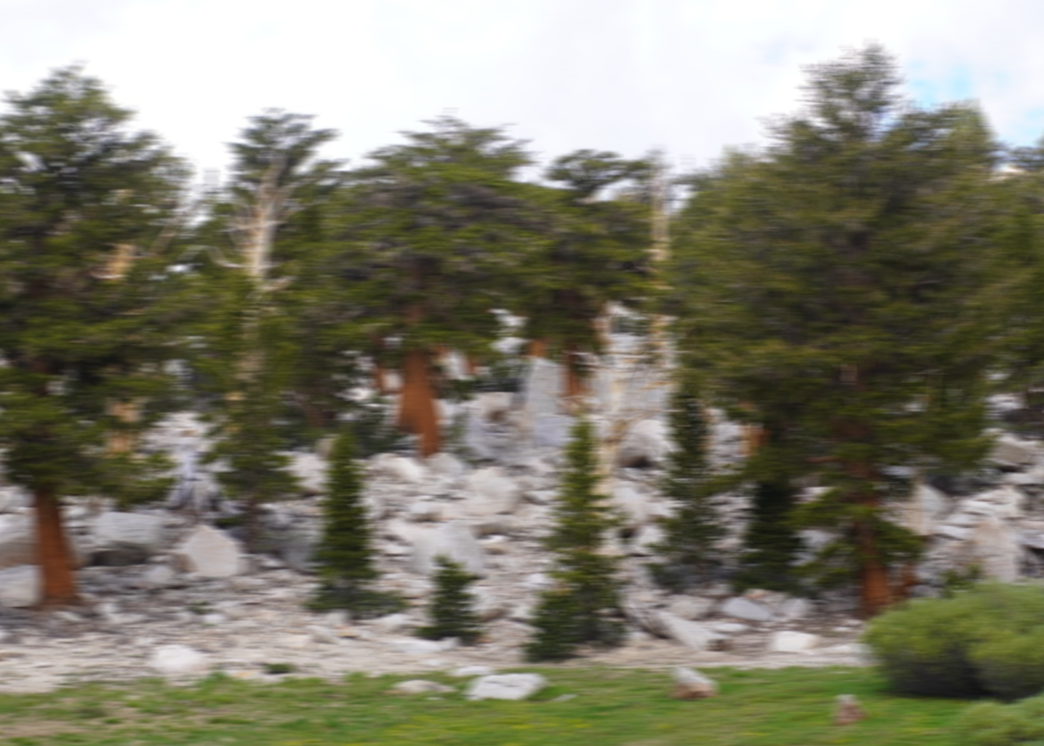 blurred forest from the pct