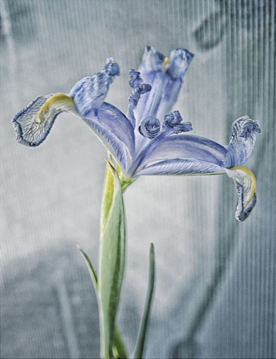 Ruffled Iris