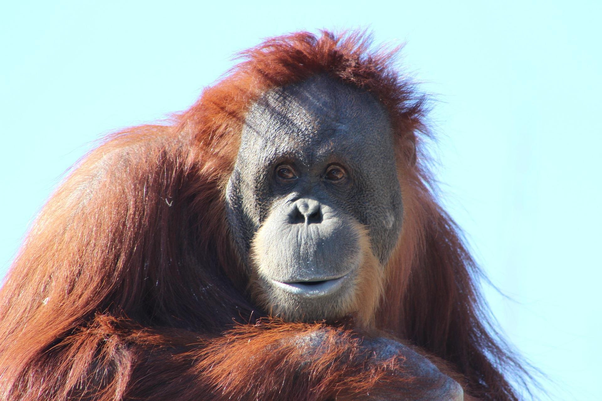 oranguta.jpg