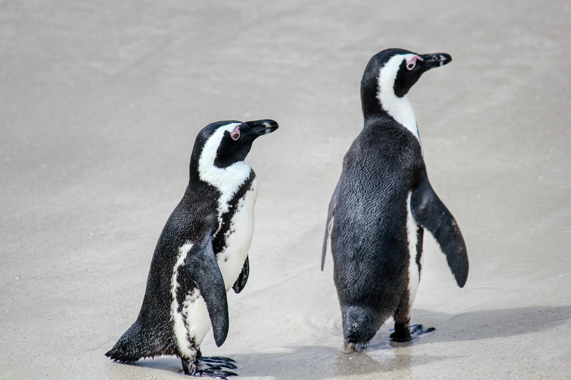 penguin.jpg