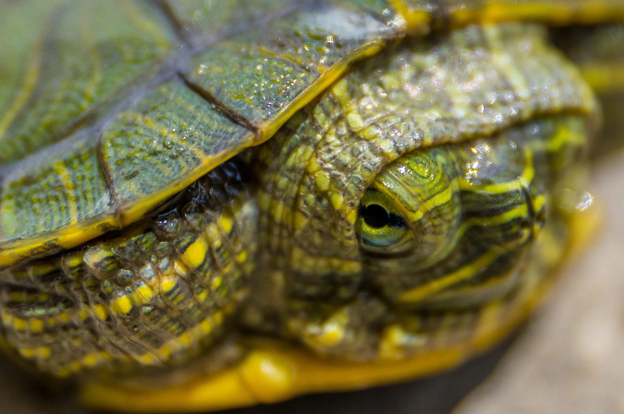 Animals (1 of 1).jpg