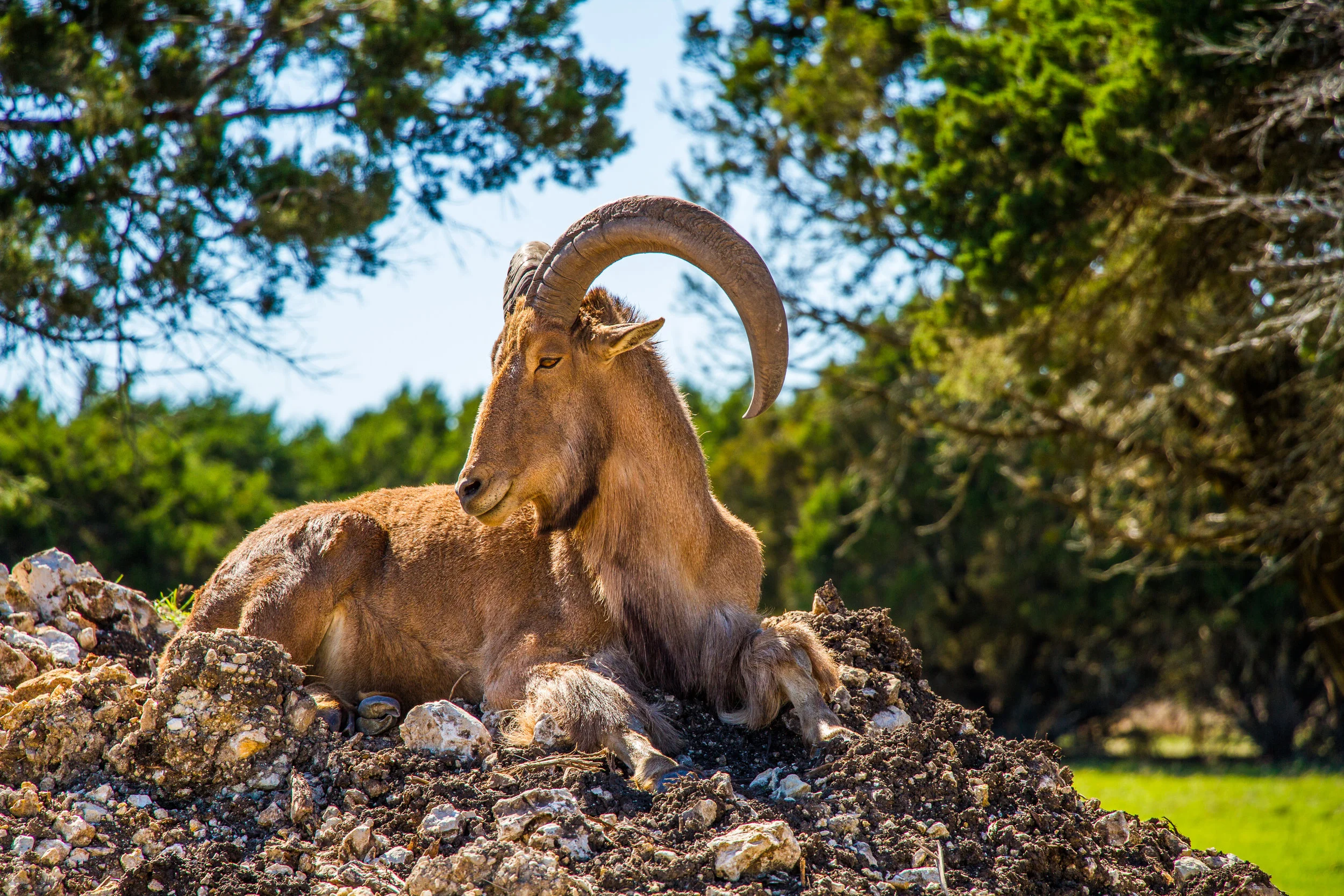 Animals (3 of 3).jpg