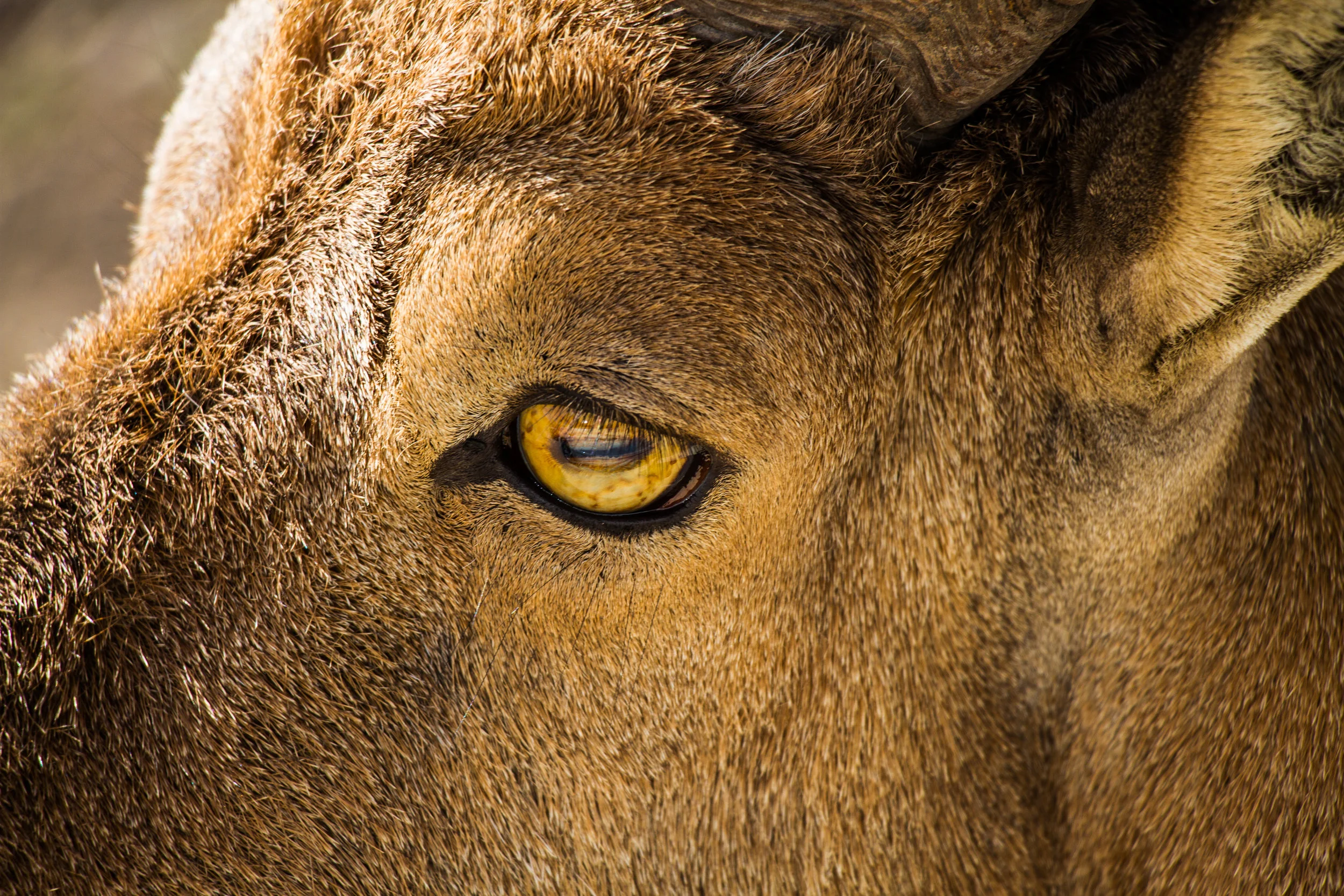 Animals (4 of 3).jpg