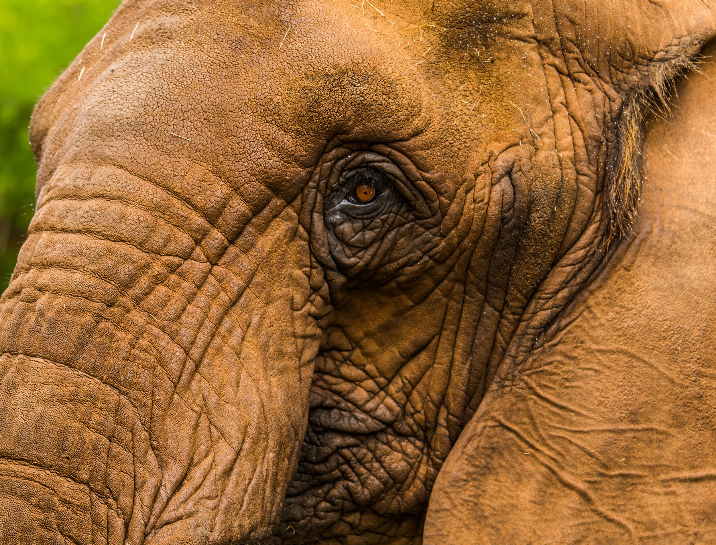 Animals (6 of 1).jpg